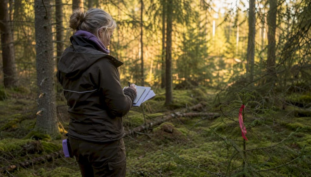 Skogskonsulent planerar gallring ute i fält